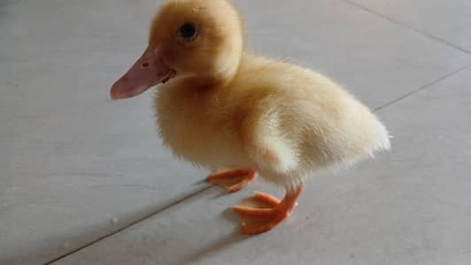 duck for sale