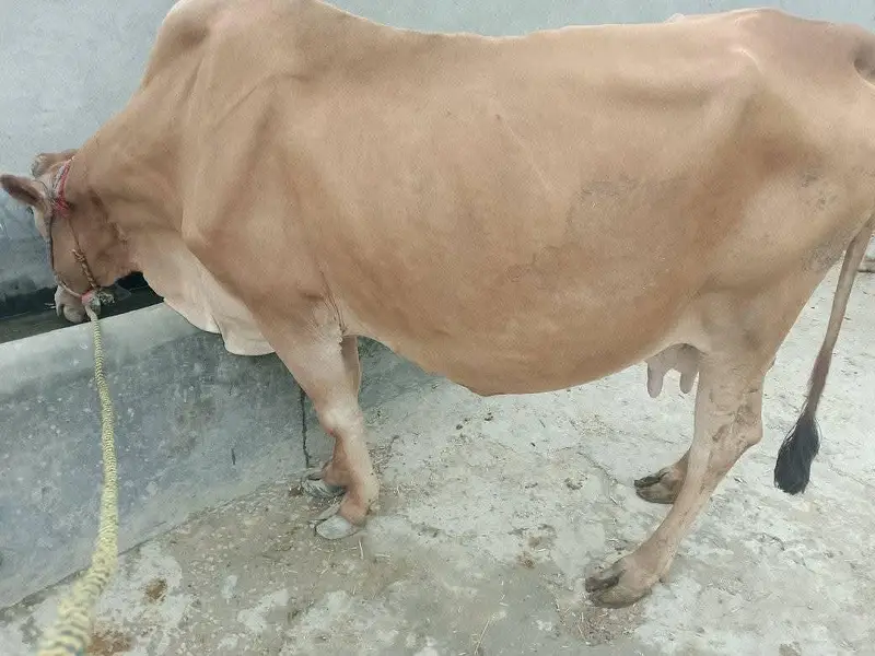 Cow for Sale