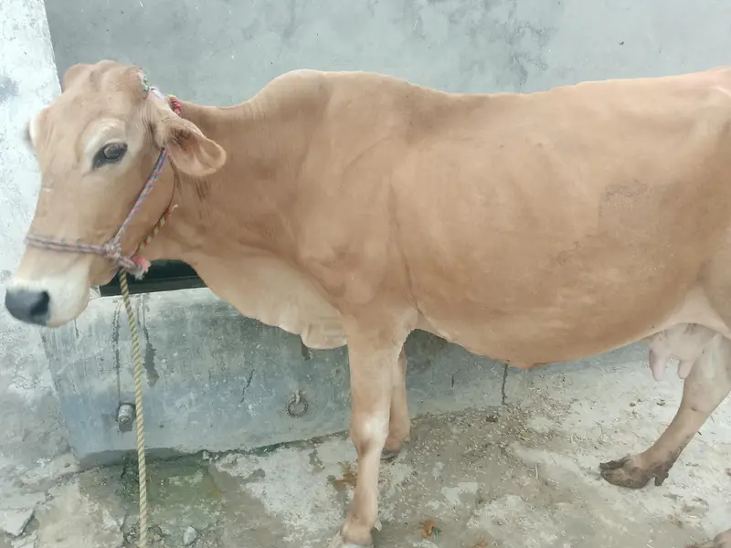 Cow for Sale — photo 2