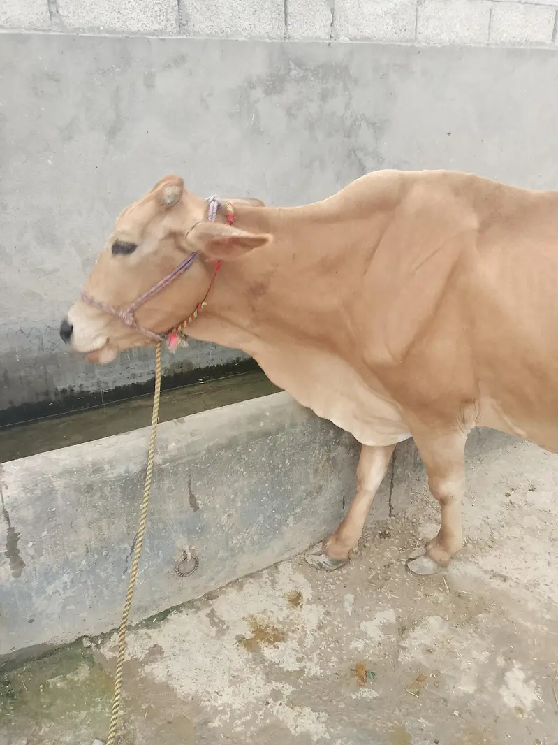 Cow for Sale — photo 3