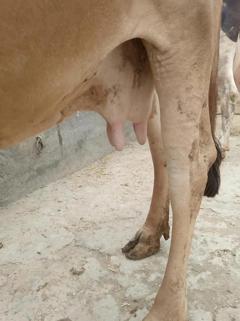 Cow for Sale — photo 5