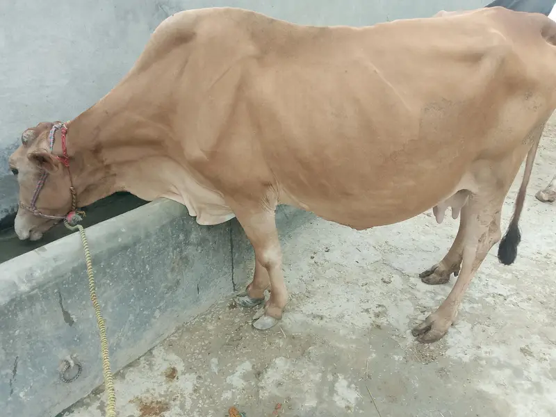 Cow for Sale — photo 6