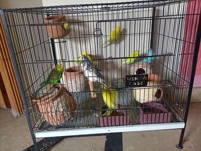 Australian Parrot, Read add.