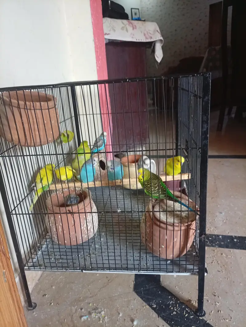 Australian Parrot, Read add. — photo 2