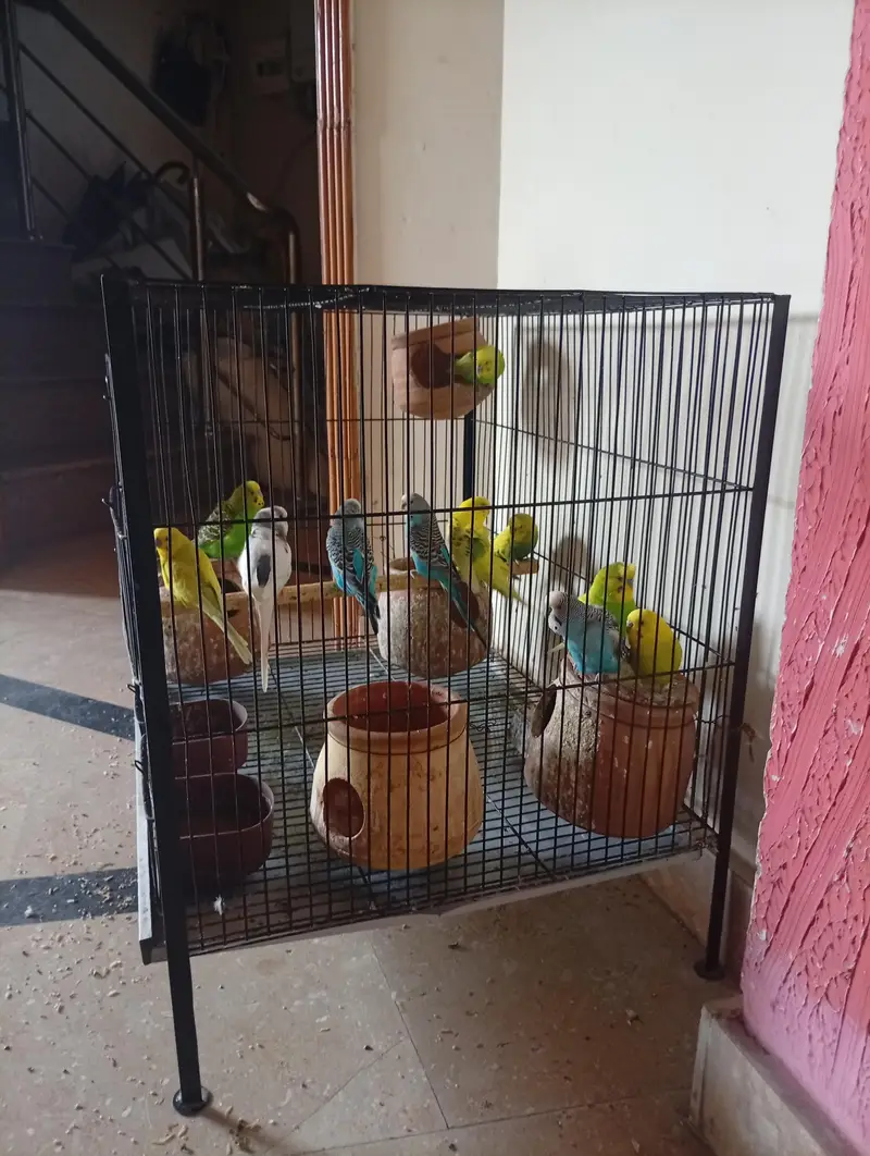 Australian Parrot, Read add. — photo 3