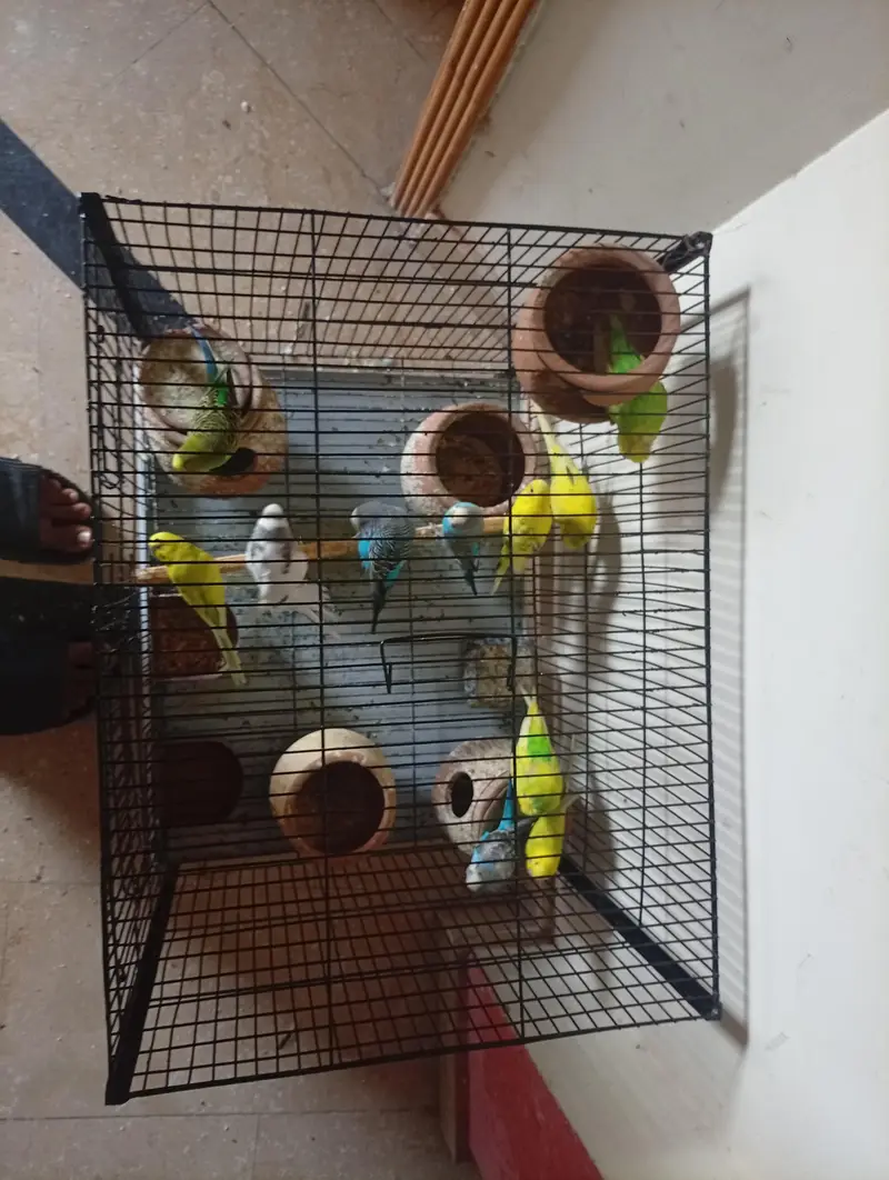 Australian Parrot, Read add. — photo 4