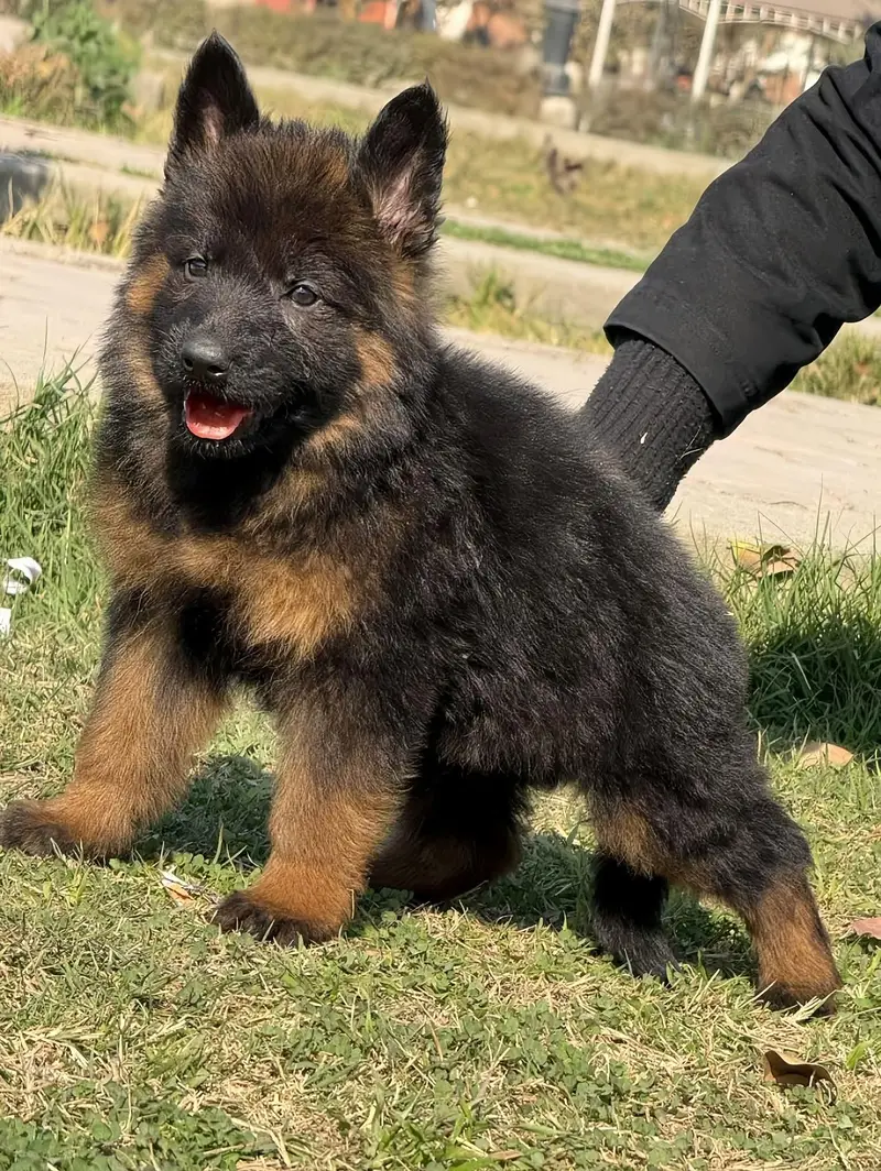 German shepherd puppies contact WhatsApmy WhatsAp 03257717149