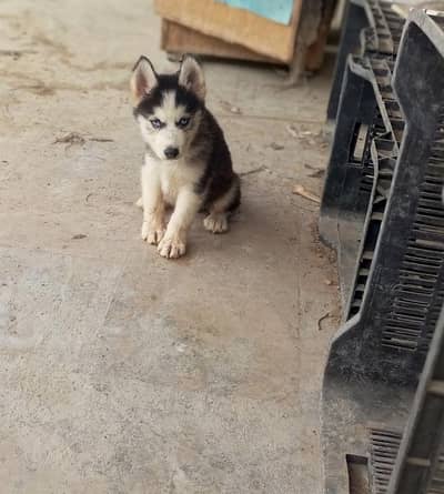 SIBERIAN HUSKY PUPPY