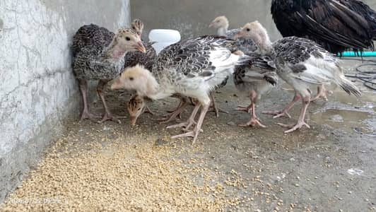 Turkey chicks