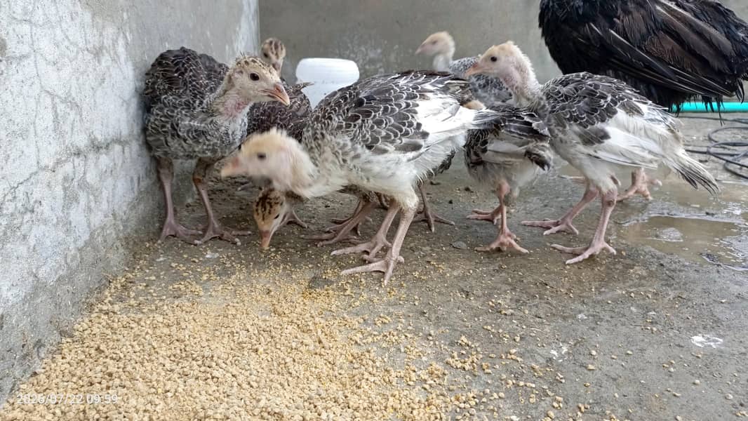 Turkey chicks 0