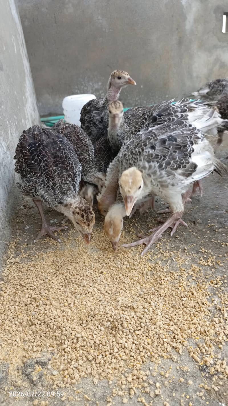 Turkey chicks 1