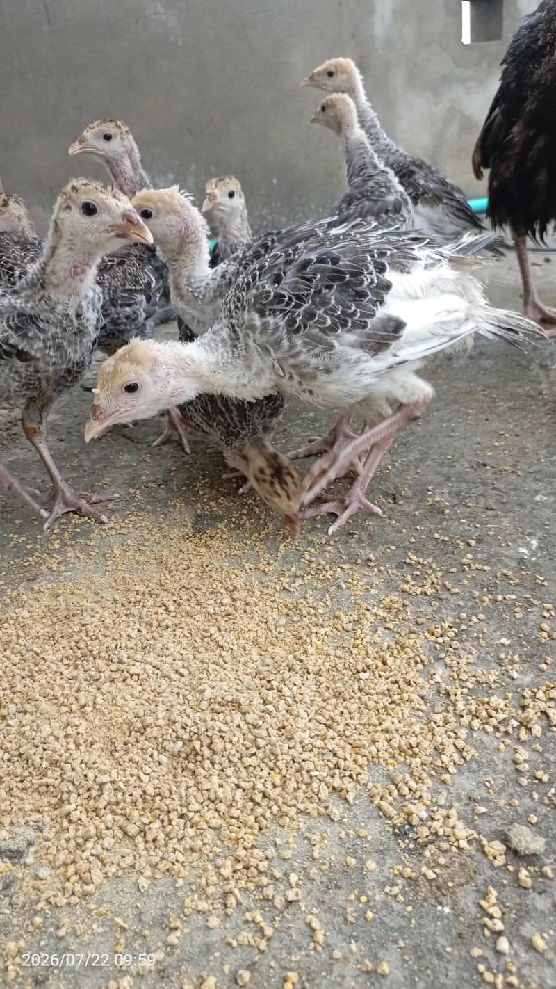 Turkey chicks 2