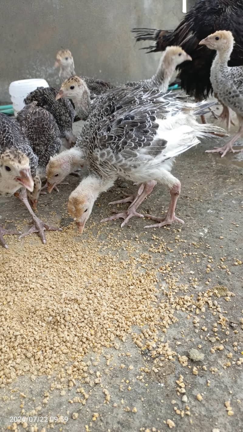 Turkey chicks 3