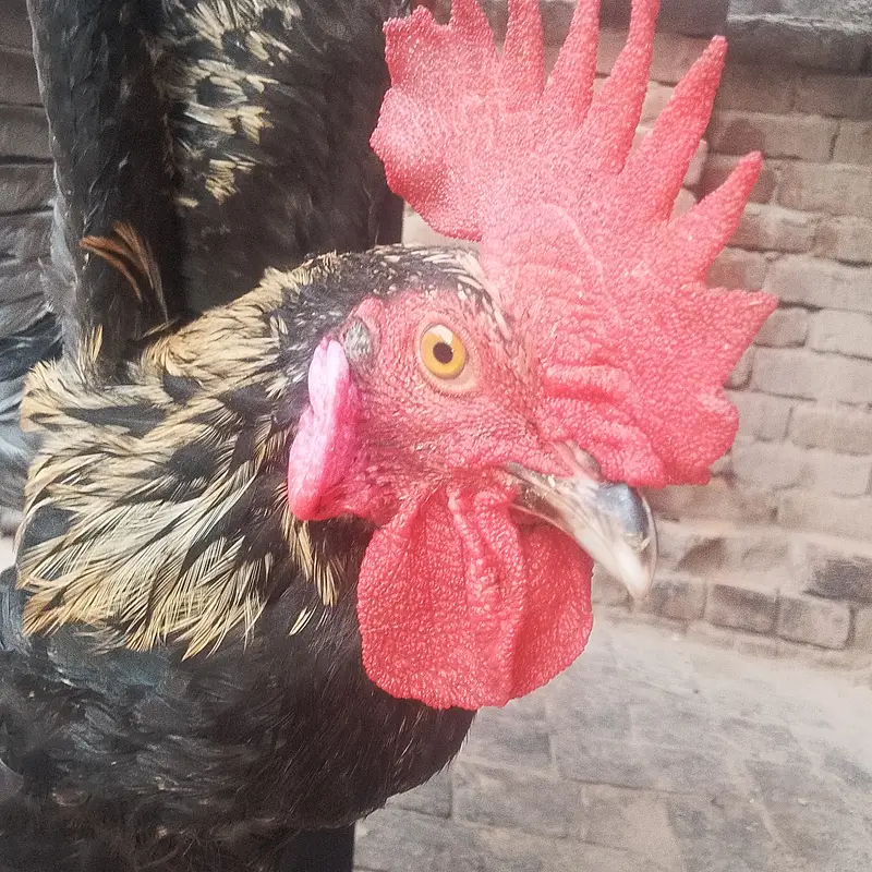 Desi cock no deasese