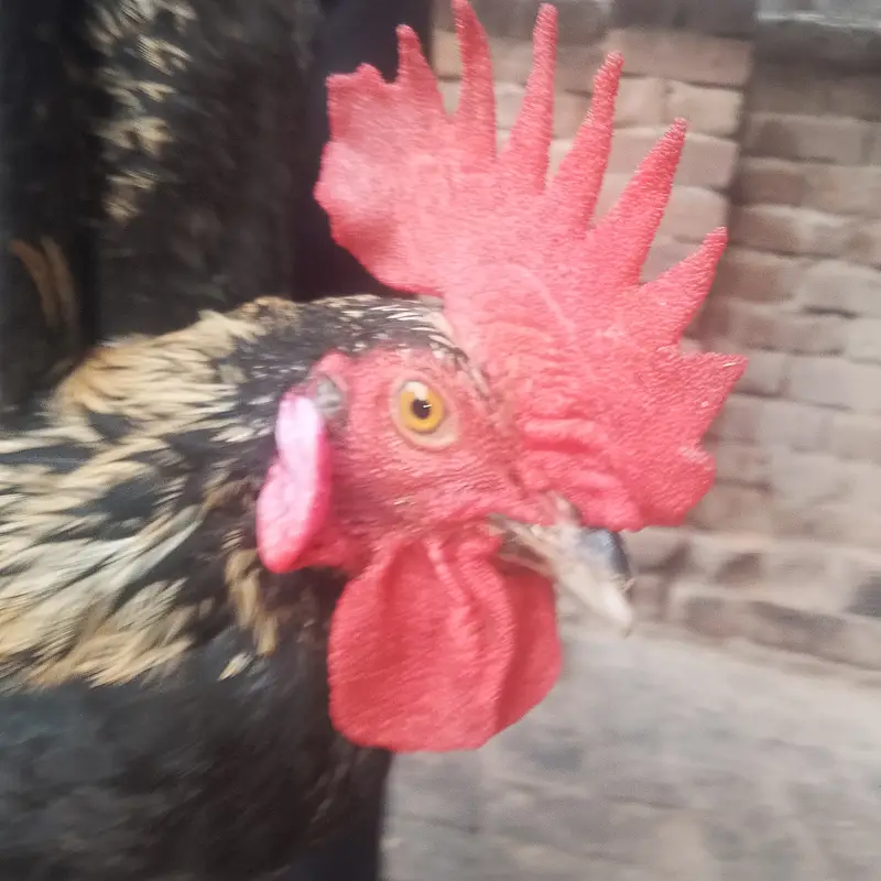 Desi cock no deasese — photo 2