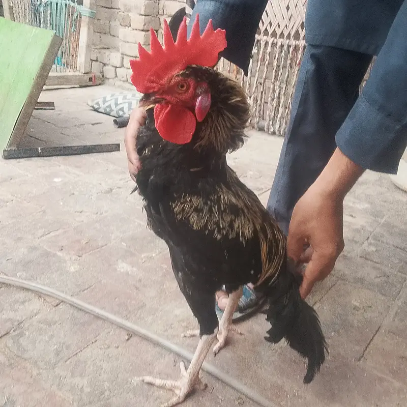 Desi cock no deasese — photo 3