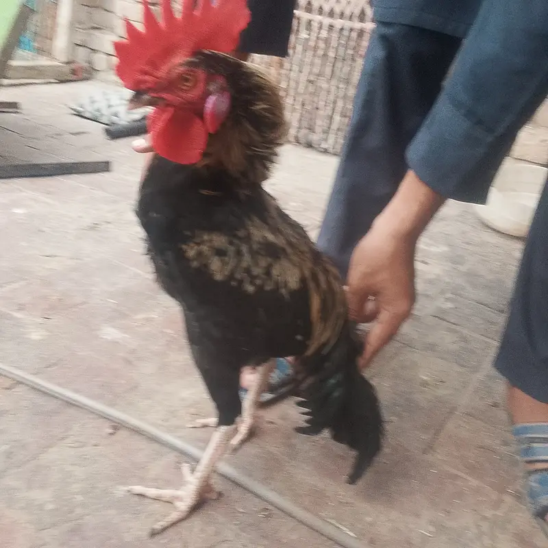 Desi cock no deasese — photo 4