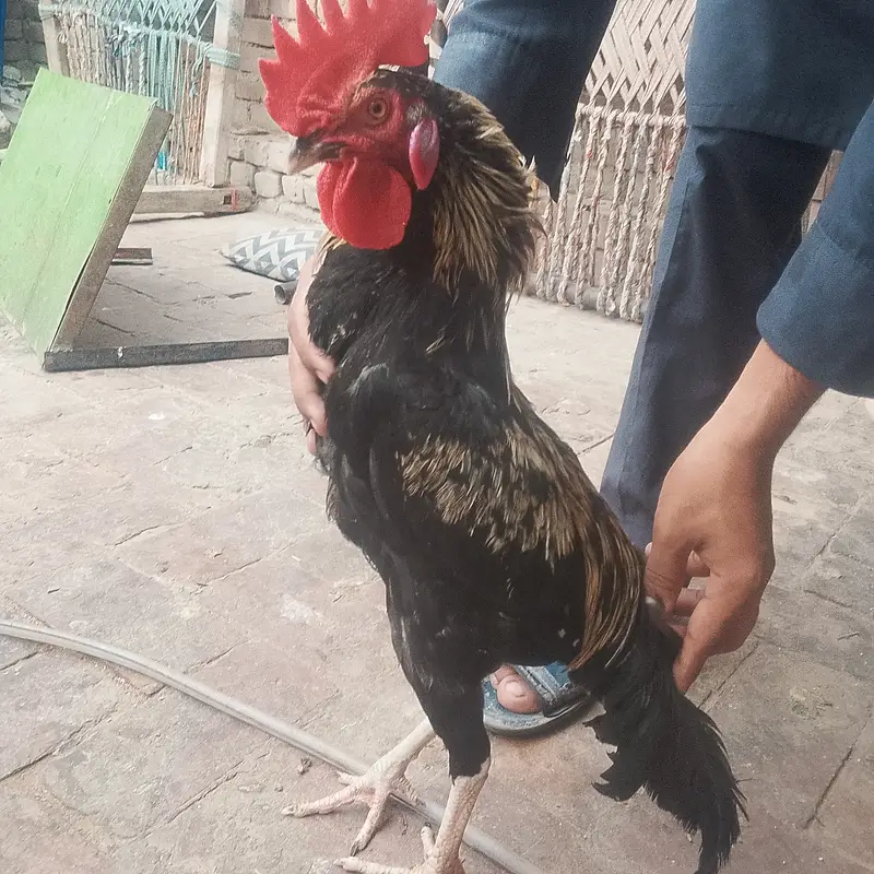 Desi cock no deasese — photo 5