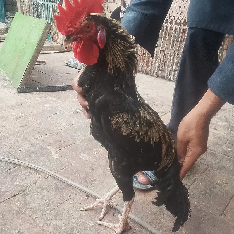 Desi cock no deasese — photo 6