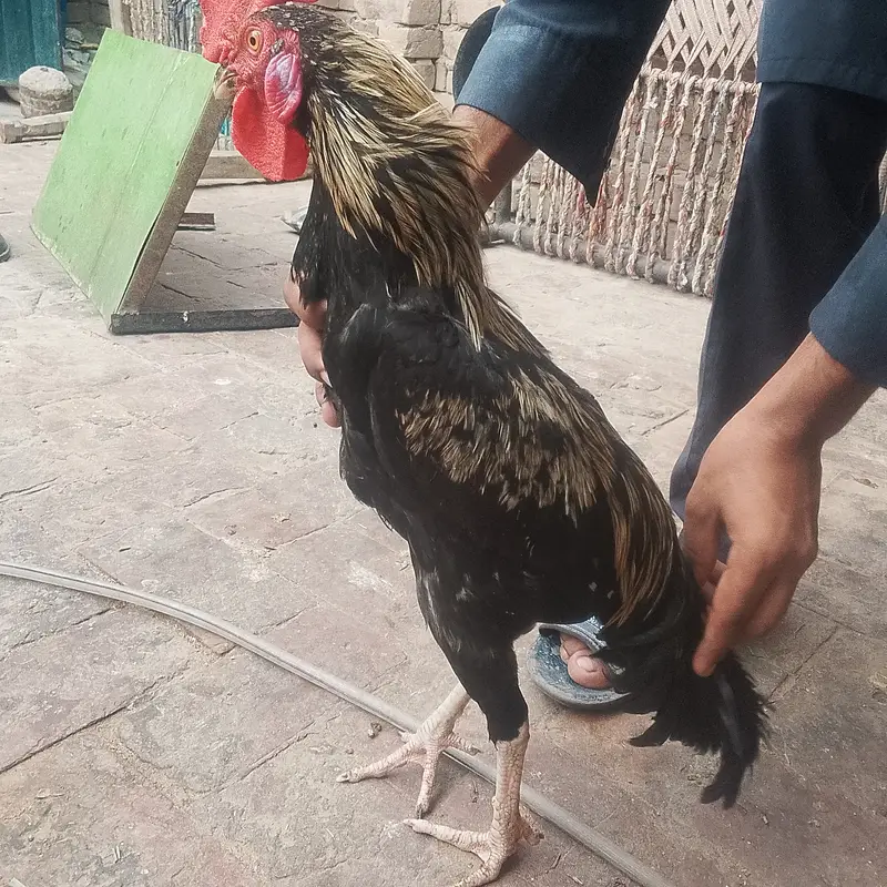 Desi cock no deasese — photo 7
