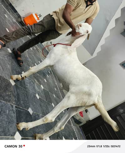 Pure white Bakra | Goat For sale