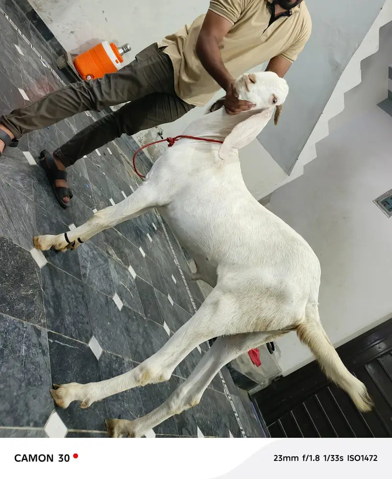 Pure white Bakra | Goat For sale