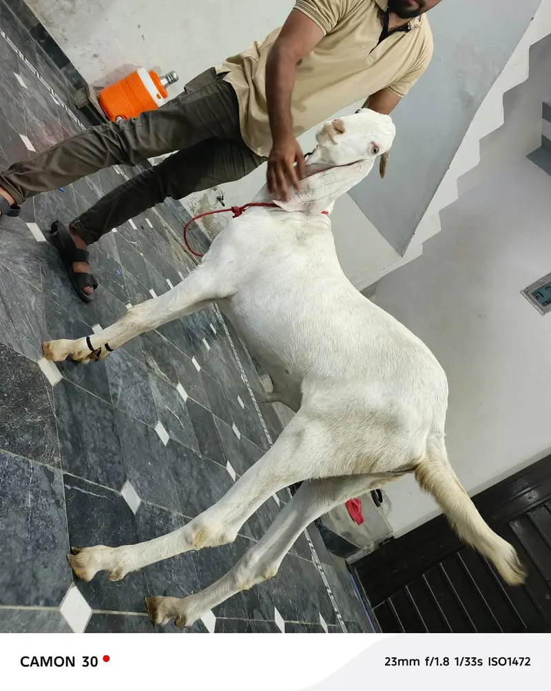 Pure white Bakra | Goat For sale — photo 2