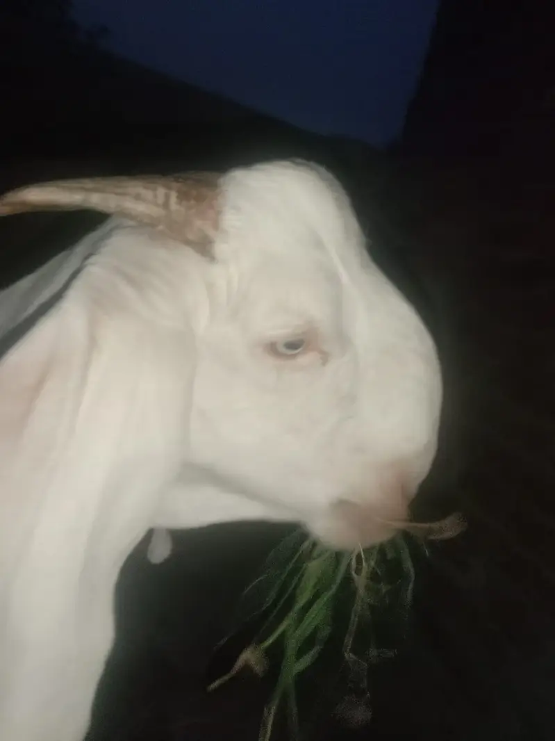 Pure white Bakra | Goat For sale — photo 3