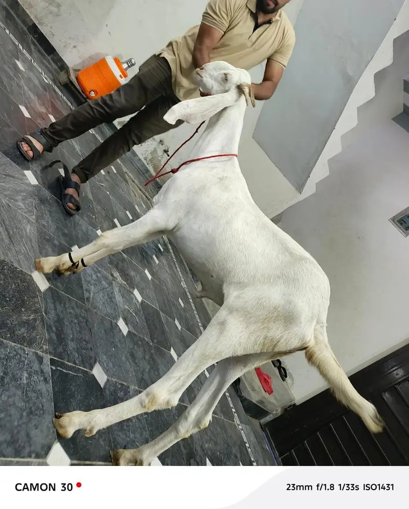Pure white Bakra | Goat For sale — photo 4