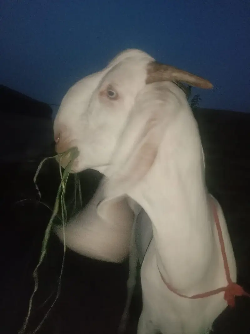 Pure white Bakra | Goat For sale — photo 5