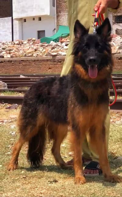 pure garman shepherd female