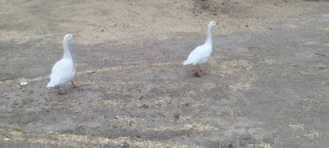 big ducks