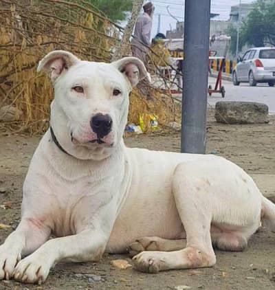 bully gultair male double body for sale
