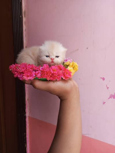 High quality kittens available, whatsapp no 03128503712