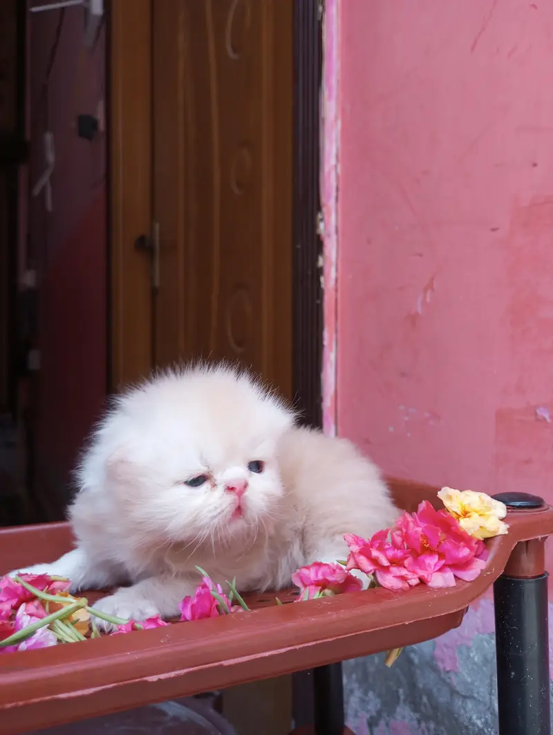 High quality kittens available, whatsapp no 03128503712 — photo 2