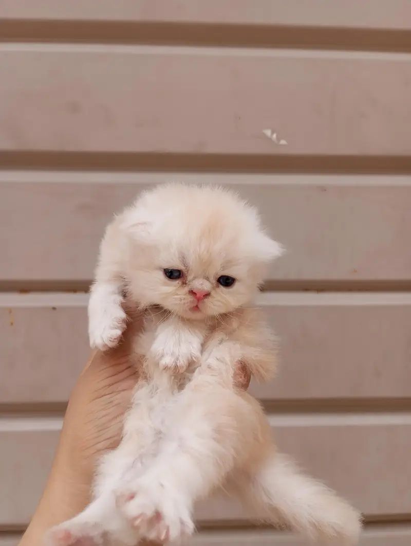 High quality kittens available, whatsapp no 03128503712 — photo 3