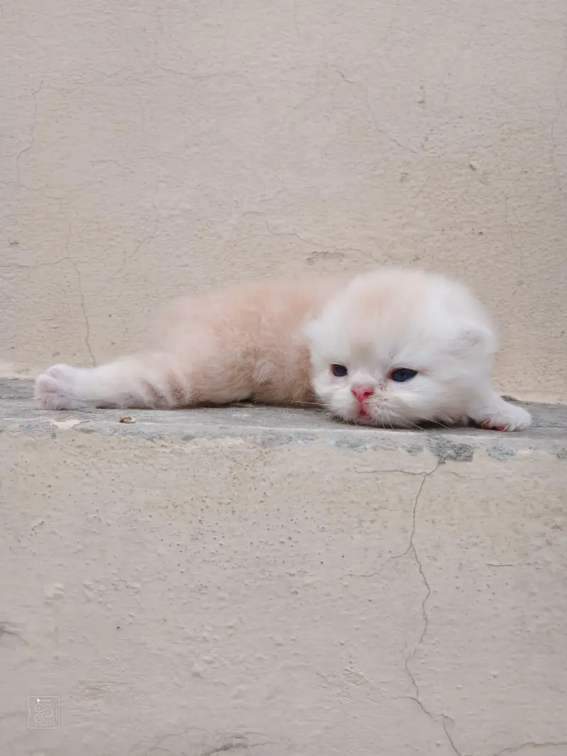 High quality kittens available, whatsapp no 03128503712 — photo 4
