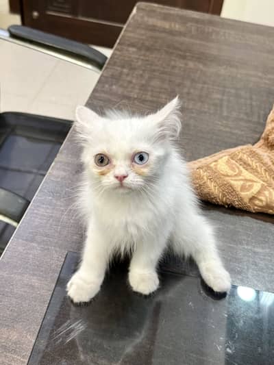 2 female Persian cats