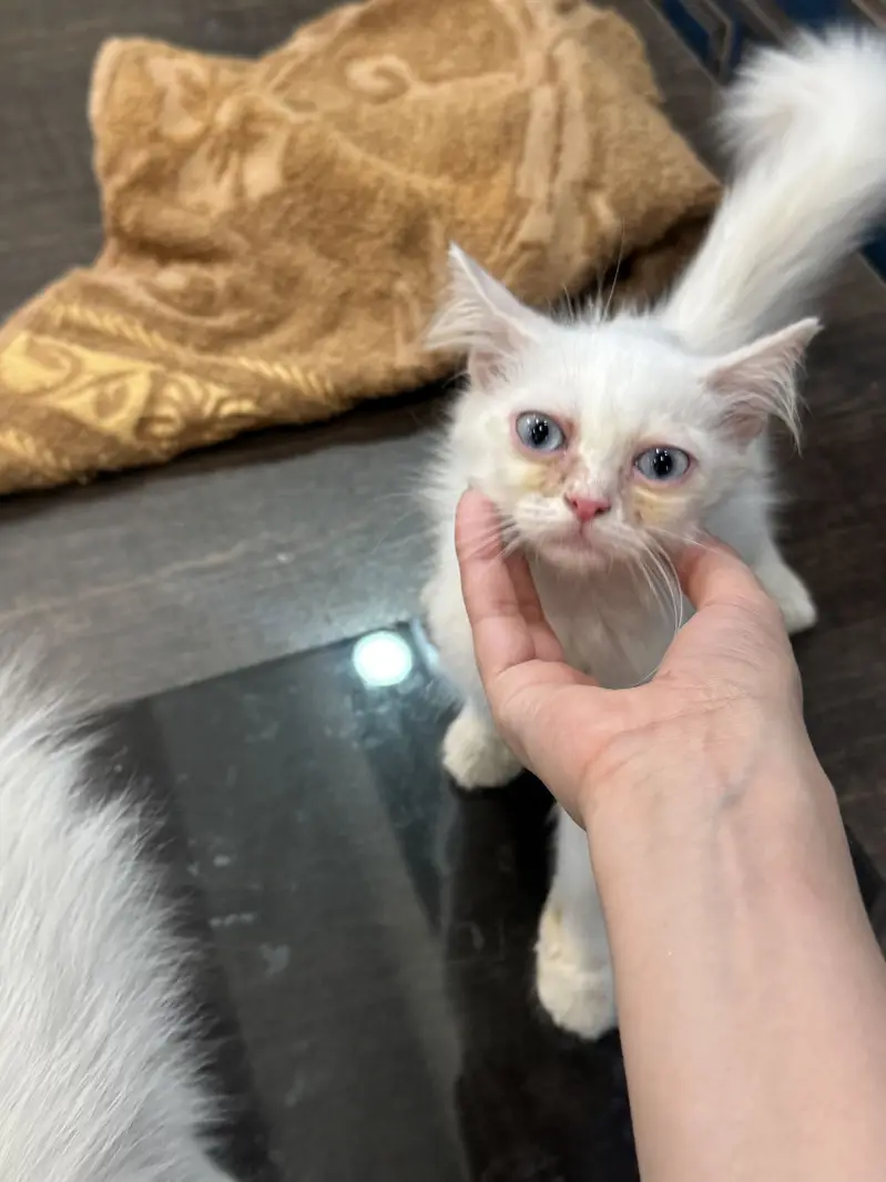 2 female Persian cats — photo 4