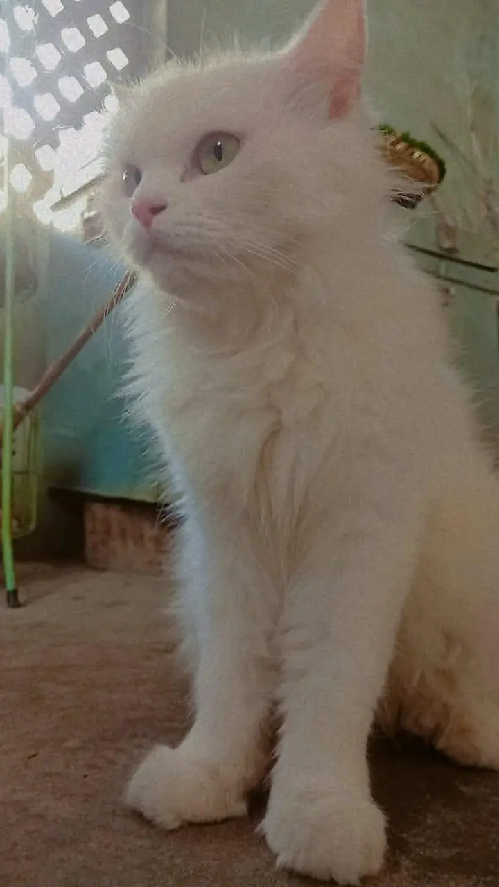  cat — photo 2