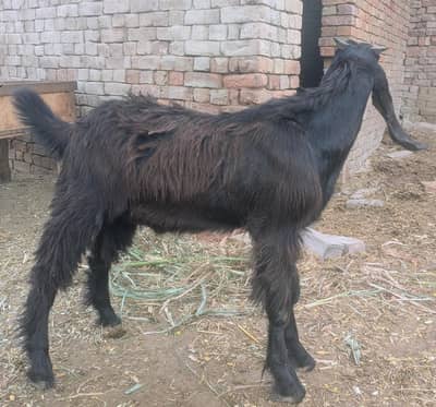 Goat Bakra