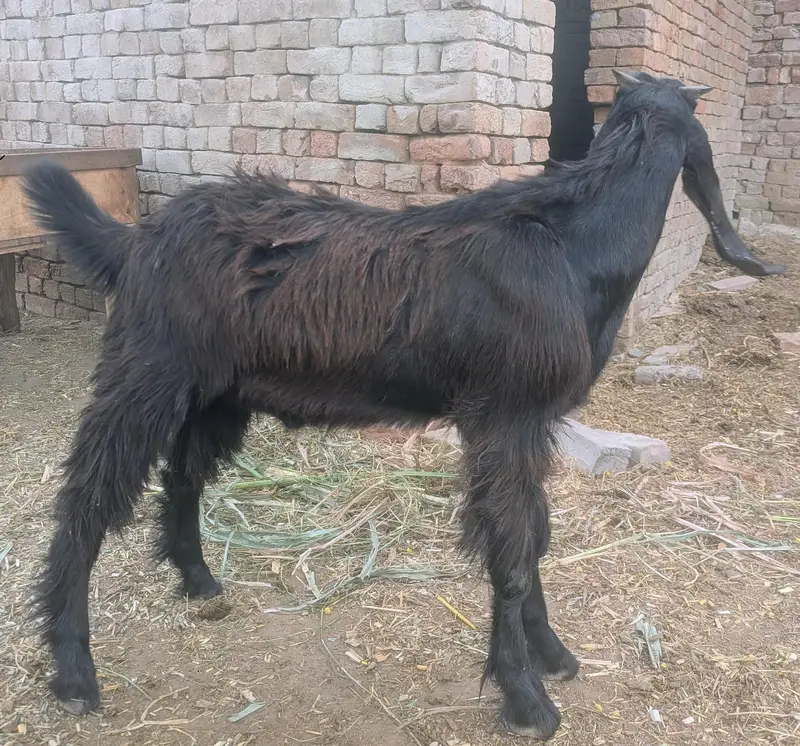 Goat Bakra