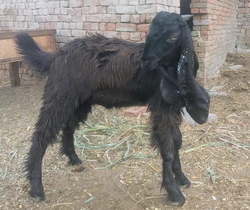 Goat Bakra — photo 2
