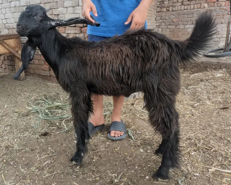 Goat Bakra — photo 3