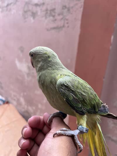 Hand tame Ring neack phatha for sell
