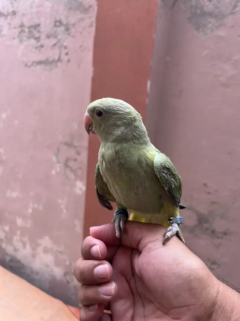 Hand tame Ring neack phatha for sell — photo 2
