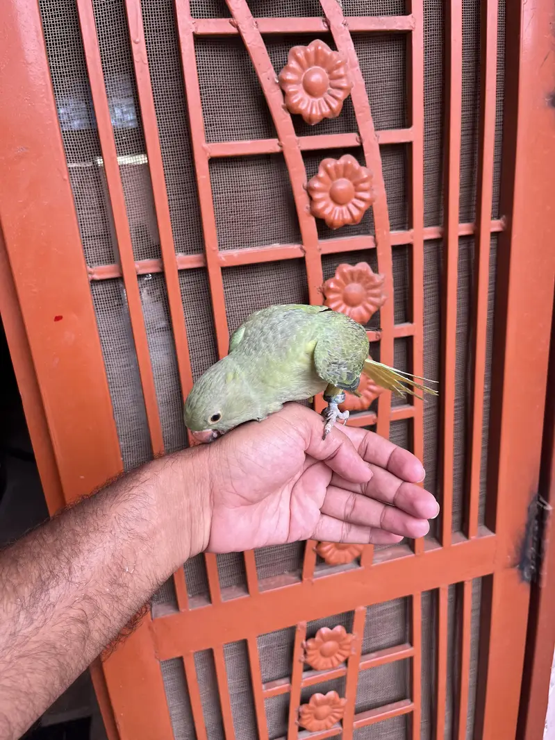 Hand tame Ring neack phatha for sell — photo 3