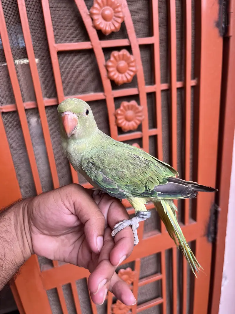 Hand tame Ring neack phatha for sell — photo 4