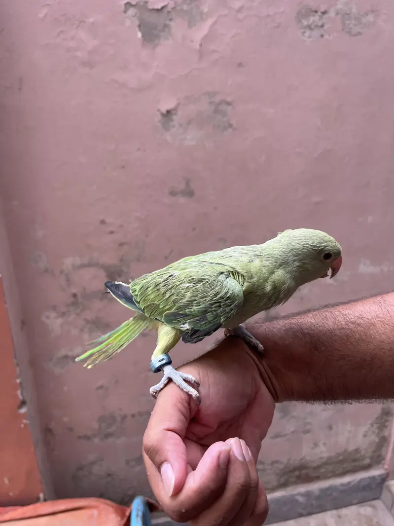 Hand tame Ring neack phatha for sell — photo 5