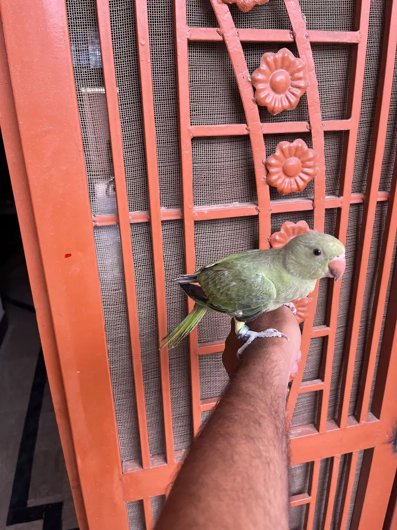 Hand tame Ring neack phatha for sell — photo 6